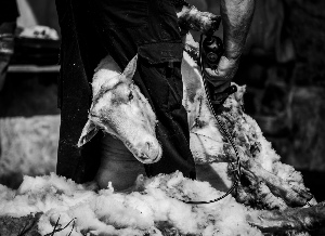 De la ncessit de tondre les moutons