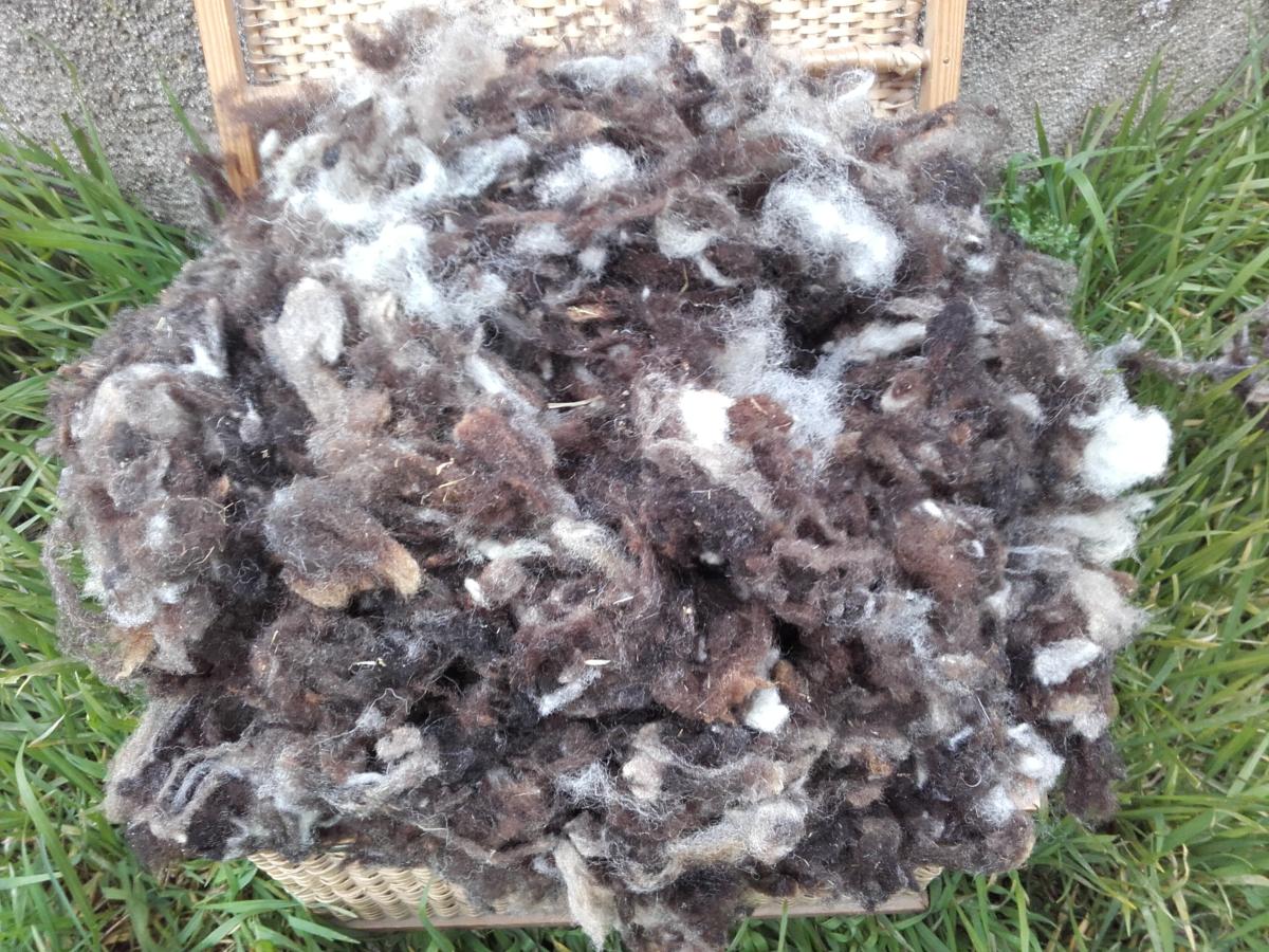 Laine Cardée Noire Biologique 900g - Faite Main En France, Pour Feutrage, Filage, Artisanat