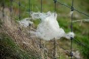 Utilisation de la laine naturelle